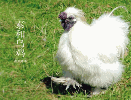 泰和乌鸡