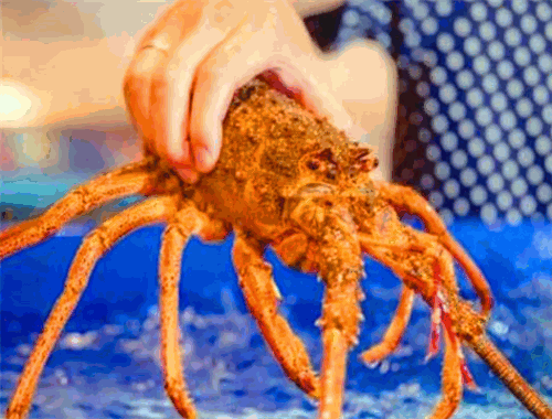 浩大极鲜