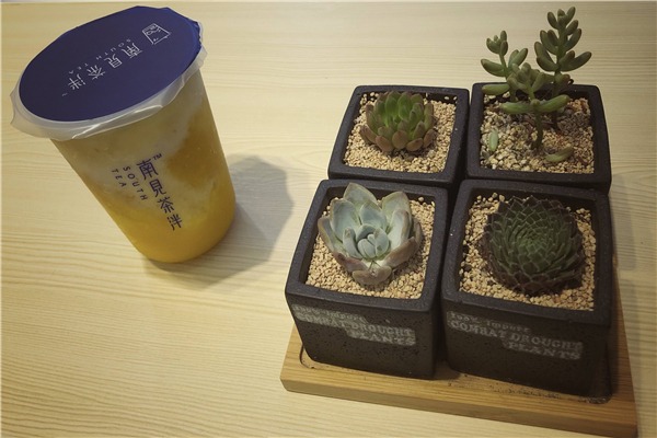 南见茶泮