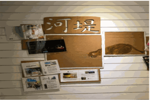 河堤上的猫