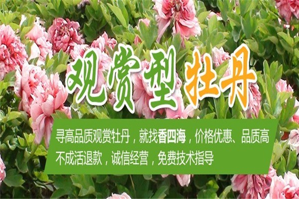 香四海