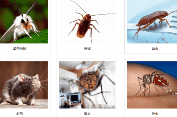 三合消杀除四害
