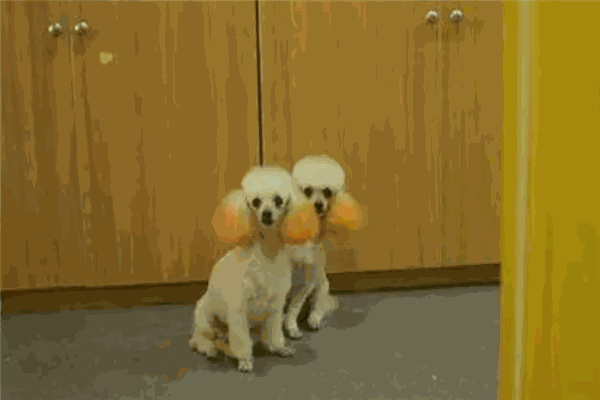 狗的猫宁宠物生活馆