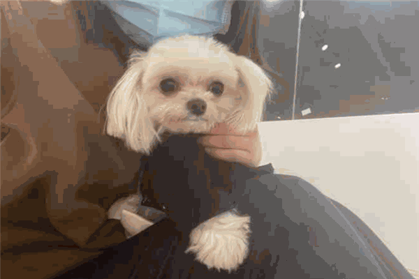 狗的猫宁宠物生活馆