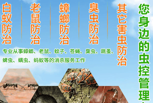 科凌虫控