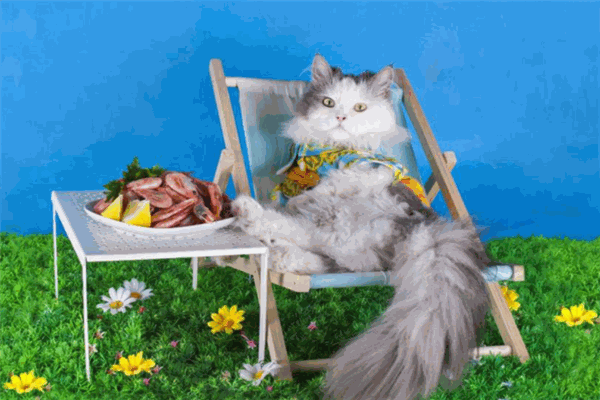 猫狗先生宠物生活馆