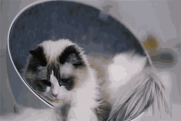 淘宠猫舍