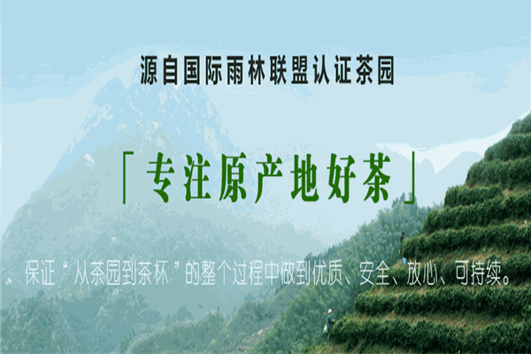 黄山毛峰茶叶