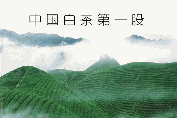 福鼎白茶