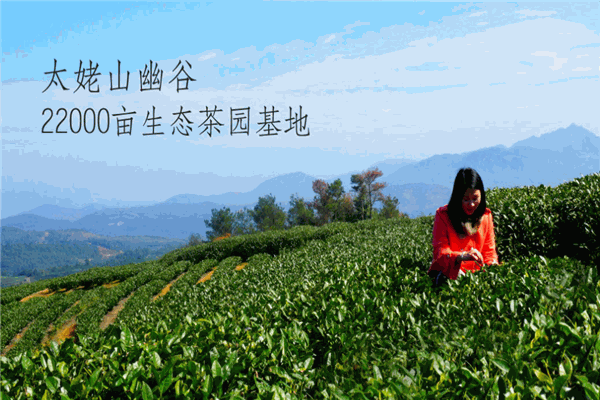 福鼎白茶