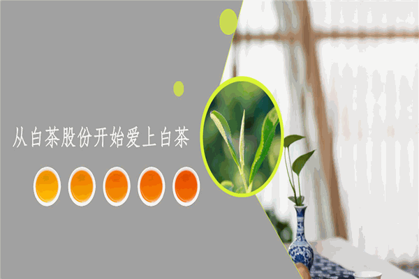 福鼎白茶