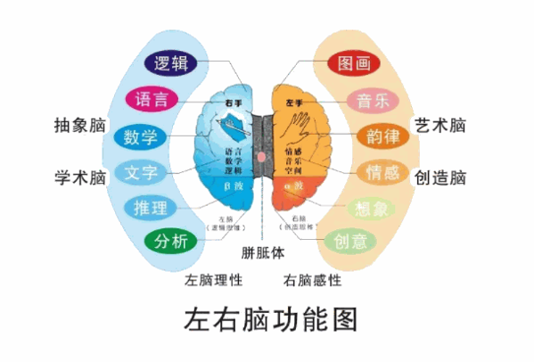 美赋全脑开发