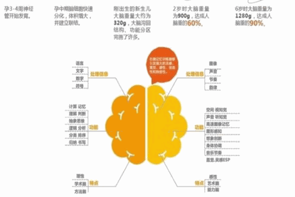 美赋全脑开发