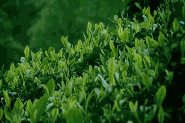 才翔茶业