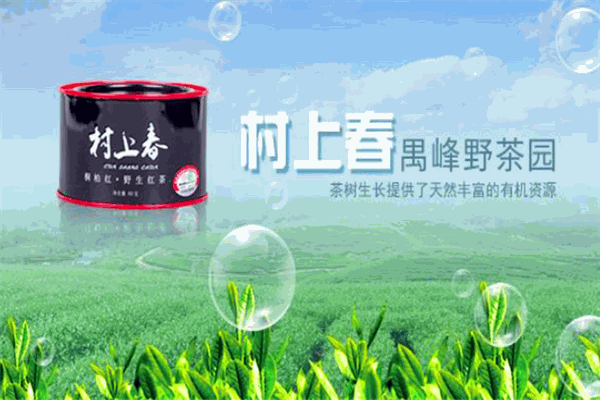 桐柏山野茶