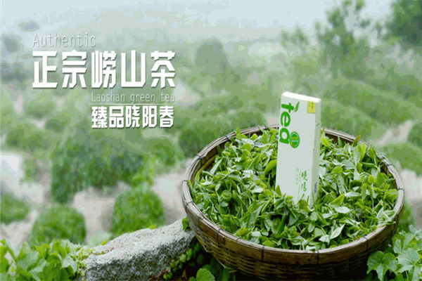 晓阳春茶叶