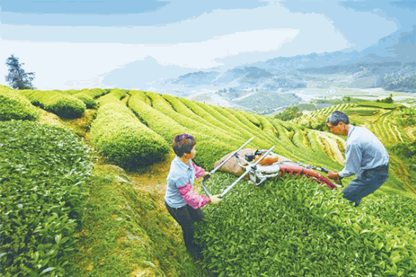 正园春茶业
