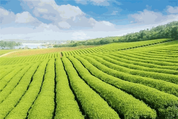 溢福茶业