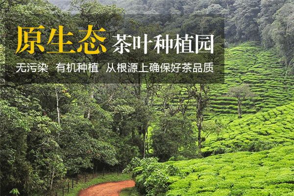 紫沁茶业