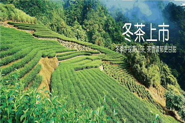 金品茗茶