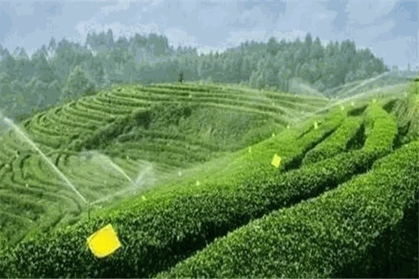 云祺茶业
