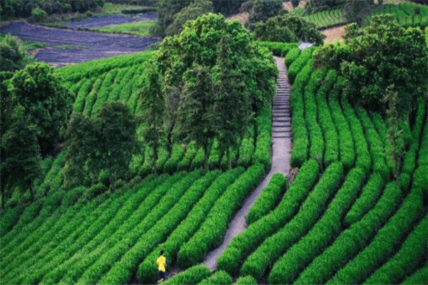 云祺茶业