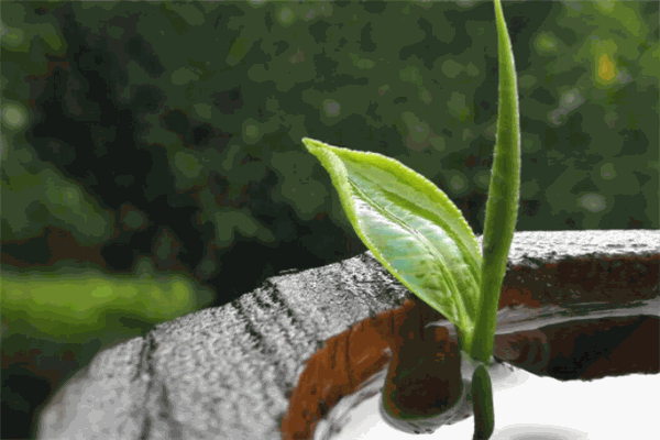 致和茶业