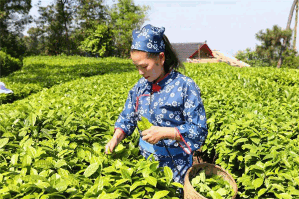 慧芳生态茶业