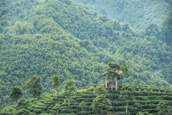七棵树茶叶