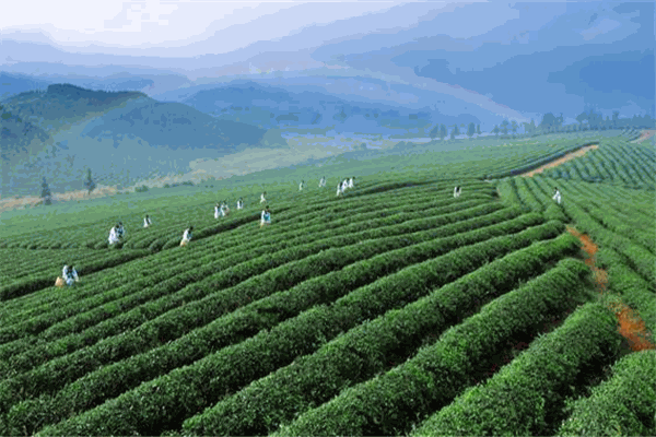 润叶茶业