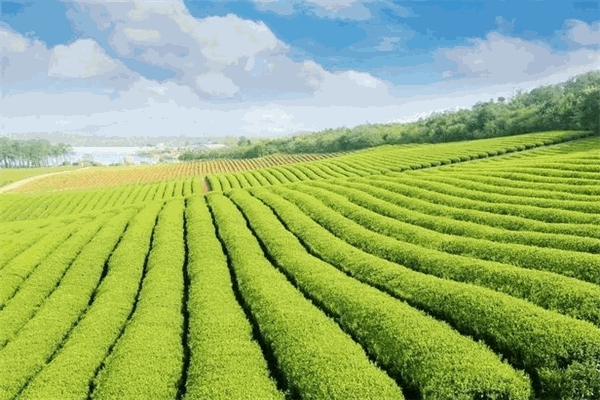 胜辉茶业