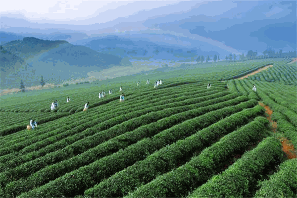 胜辉茶业