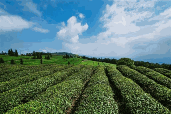 定心茶园