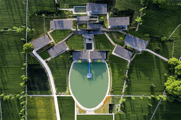 定心茶园