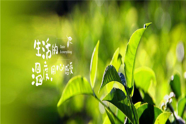 味独珍茶叶