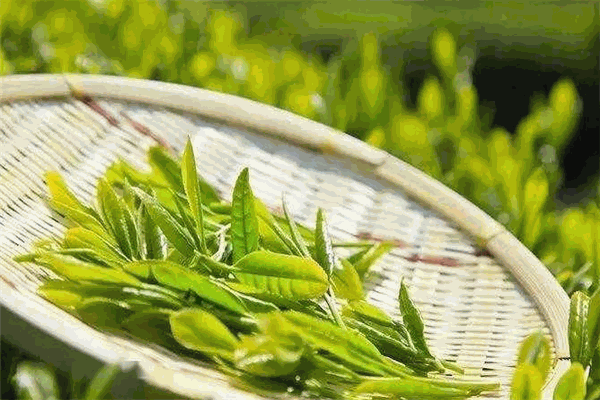 漫思茶业