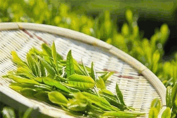 三奇茶叶