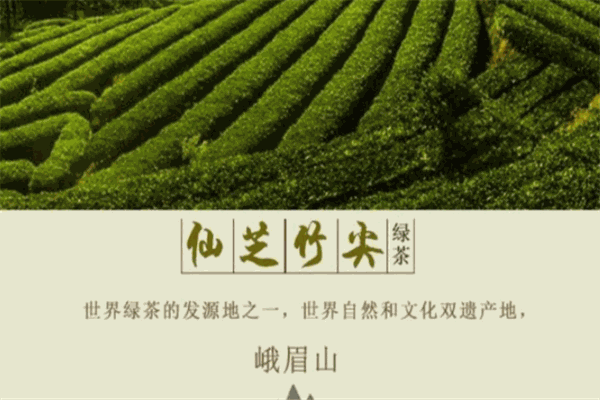 仙芝竹尖
