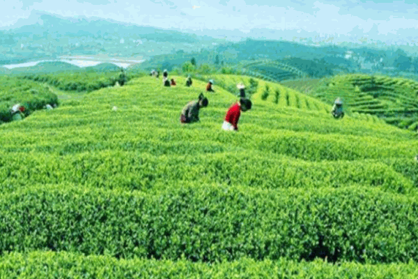 祺峰茶叶