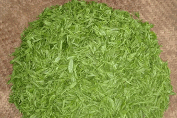 顺风堂茶业