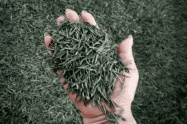 秀水天香茶业