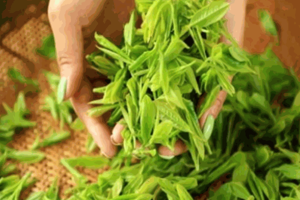 钧隆茶业