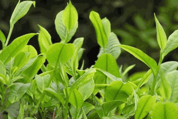 钧隆茶业