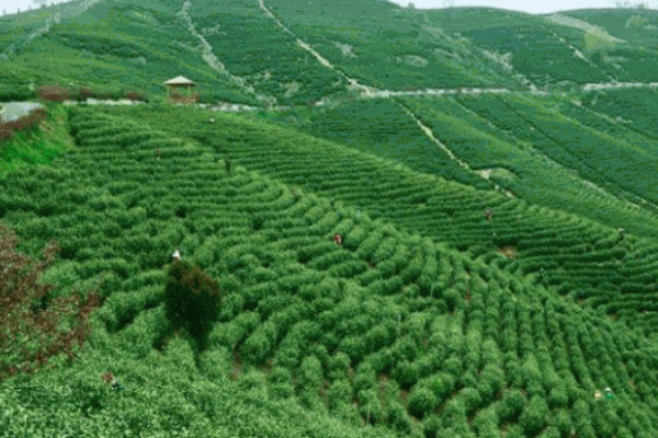 云山传奇茶