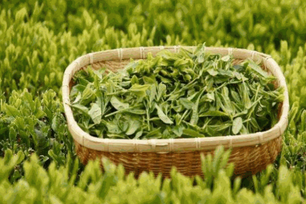 雾上春茶业