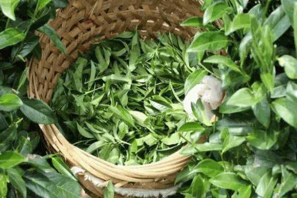 兴溪茶业