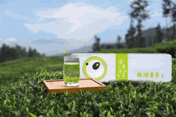 川红茶业