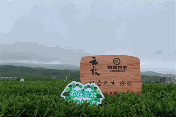云放茶园