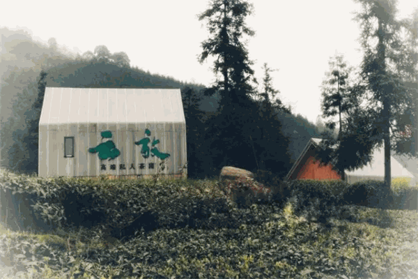 云放茶园