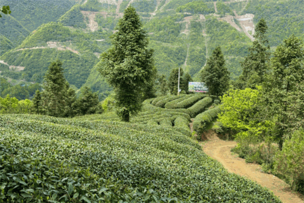 云放茶园